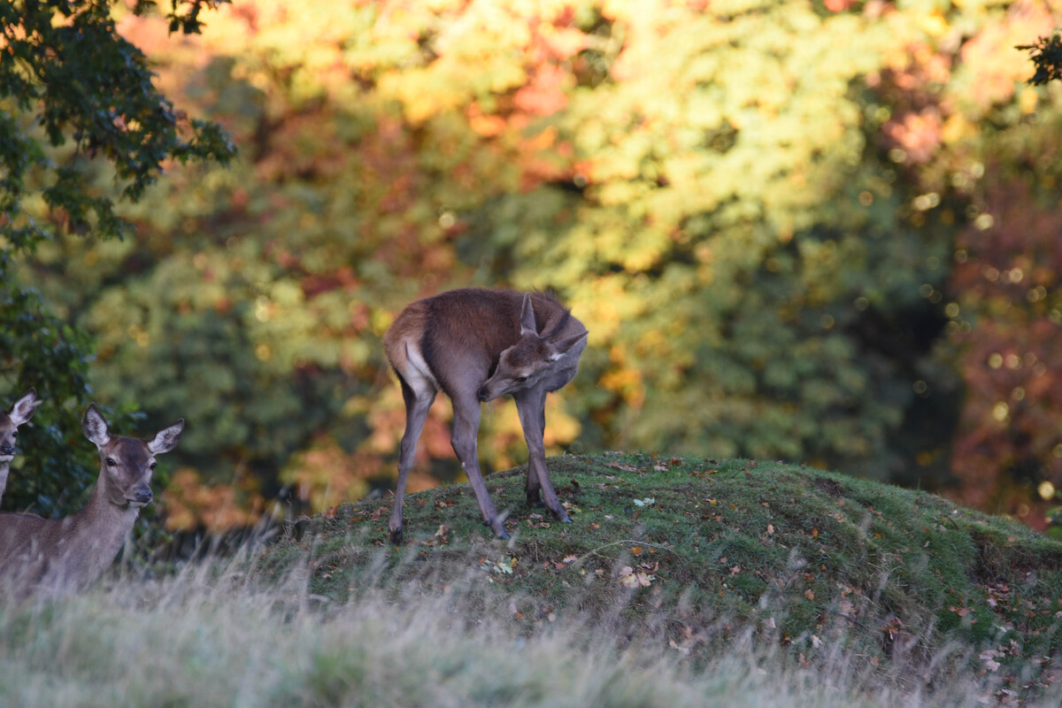 Hind Red Deer in Autumn